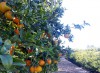 Venta de naranjas en internet